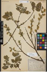 Foto von Salix myrsinifolia Salisb.